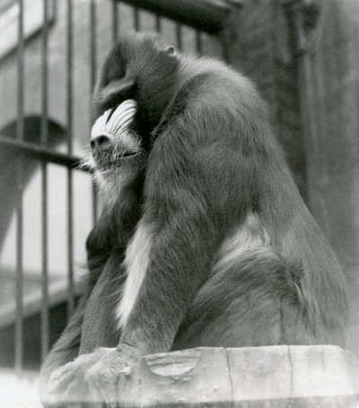 A Male Mandrill George Sitting on a Log in His Enclosure, London Zoo, August 1923 by Frederick William Bond